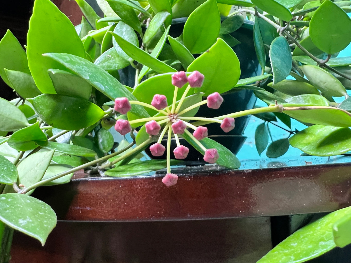 Hoya-Gracillis 6” Basket