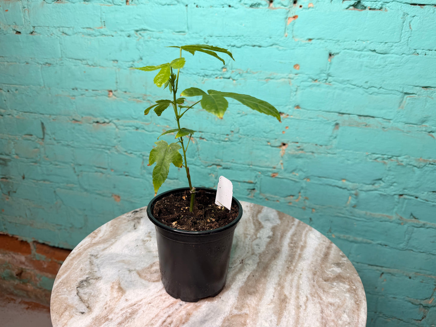 Abutilon ‘Red Tiger’ 4” ‘Flowering Maple’