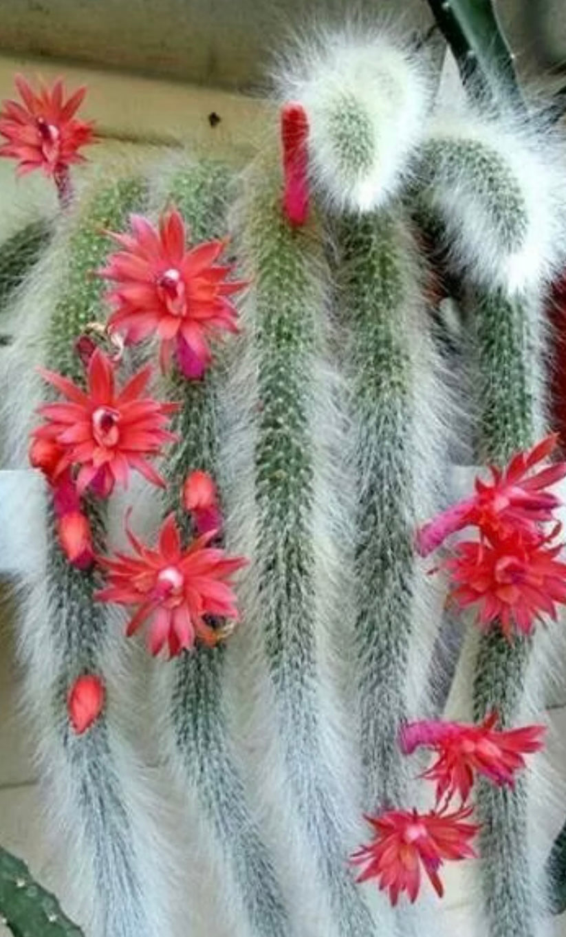 Monkey Tail Cactus 4”