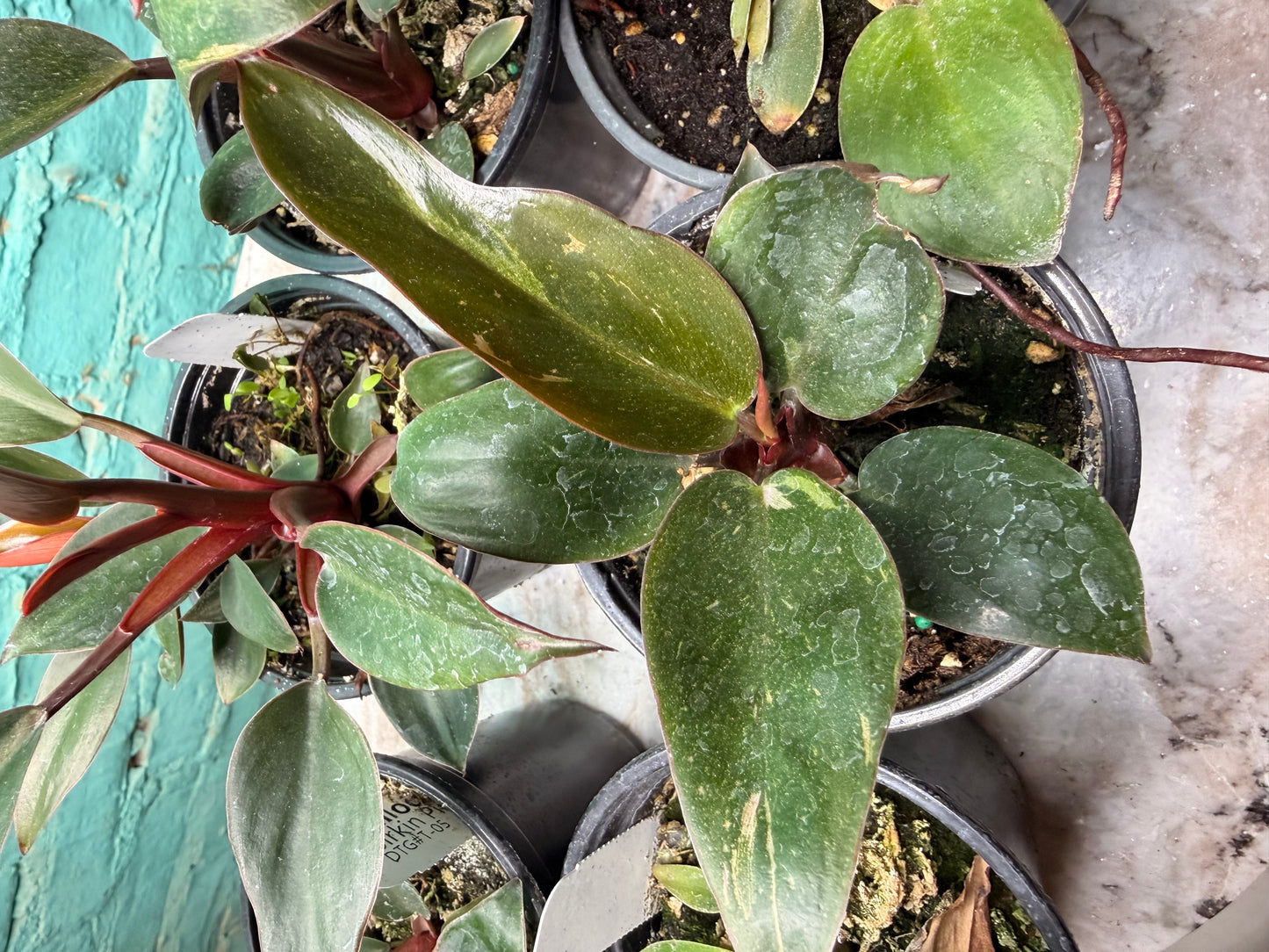 Philodendron Birkin Pink 4”