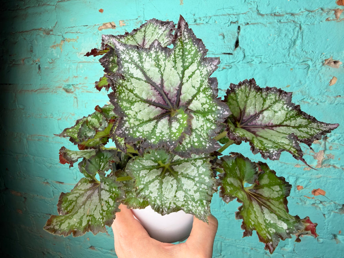 Begonia Rex ‘Lavender Mint’ 4”