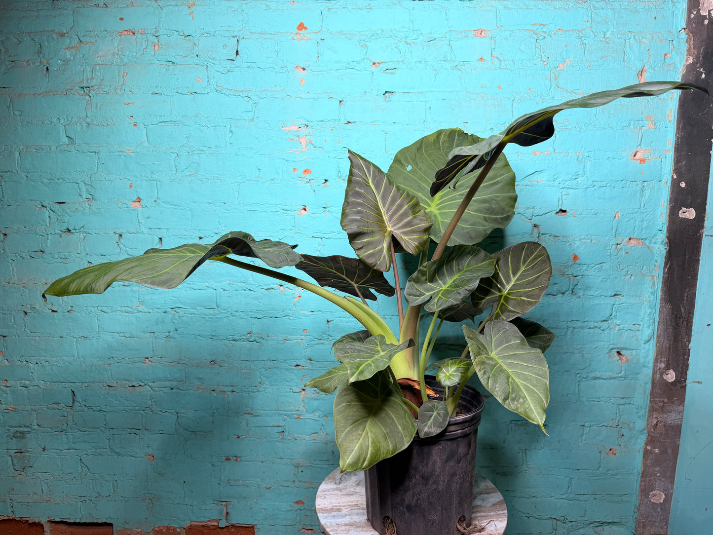 Alocasia Regal Shield 10”