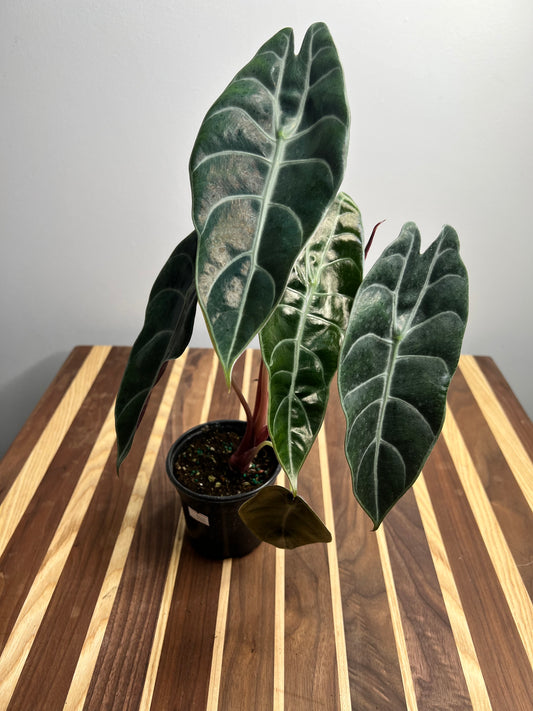 Alocasia Watsoniana  4”