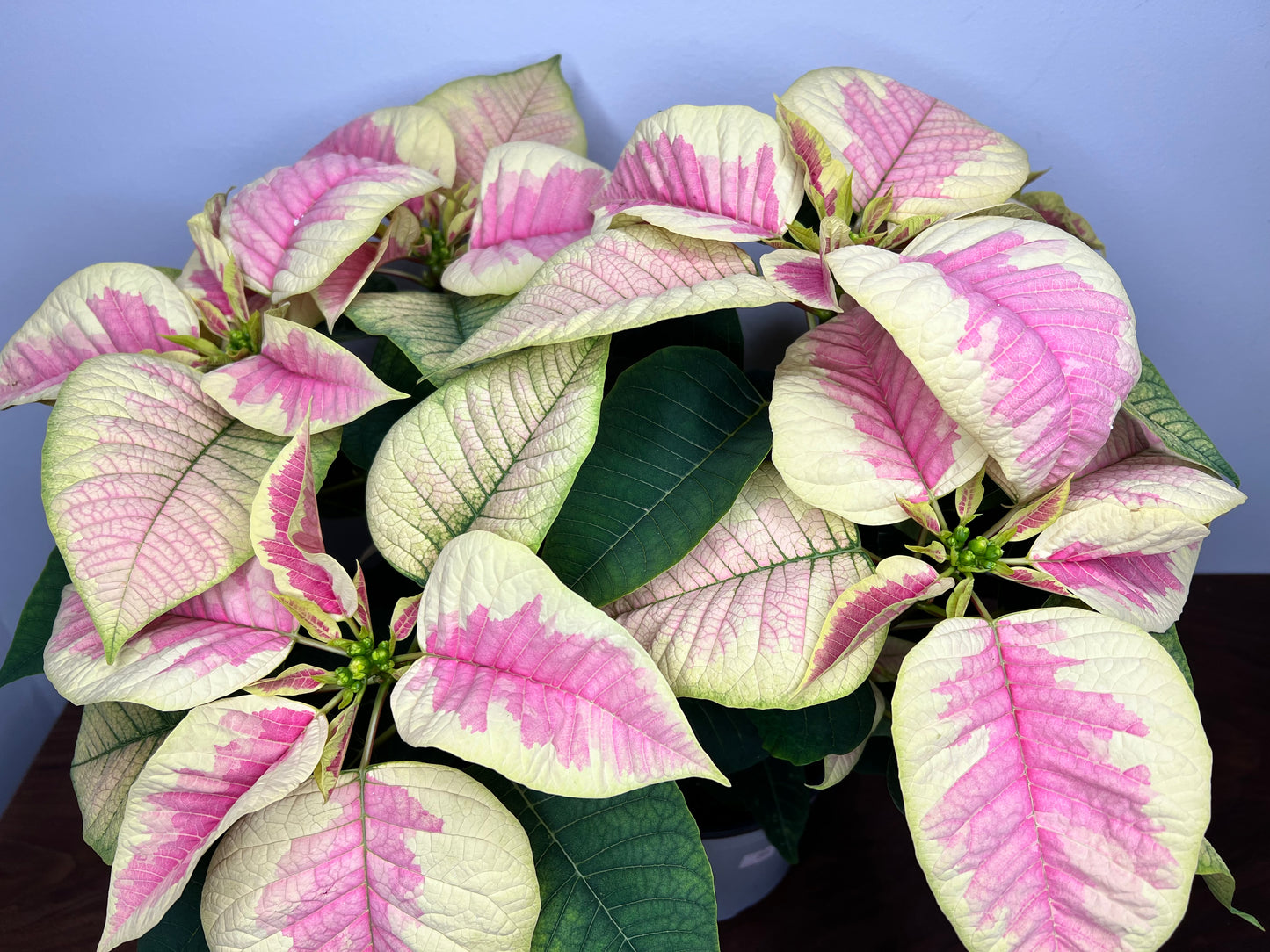 Poinsettia 6”Pink variegated