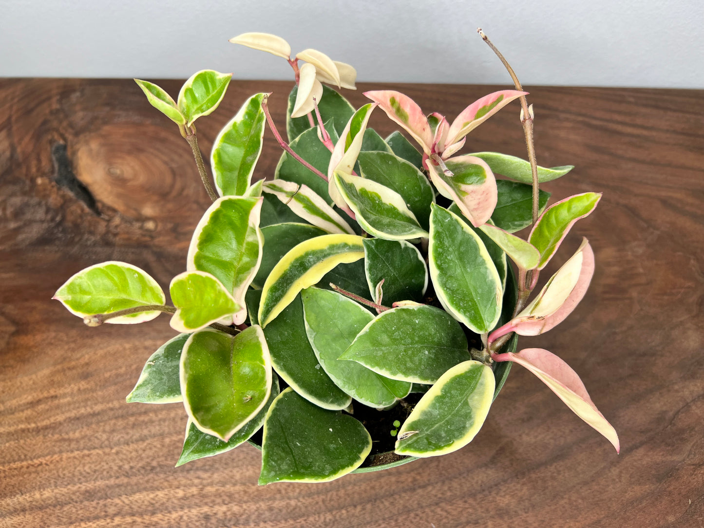 Hoya Krimson Queen 6”