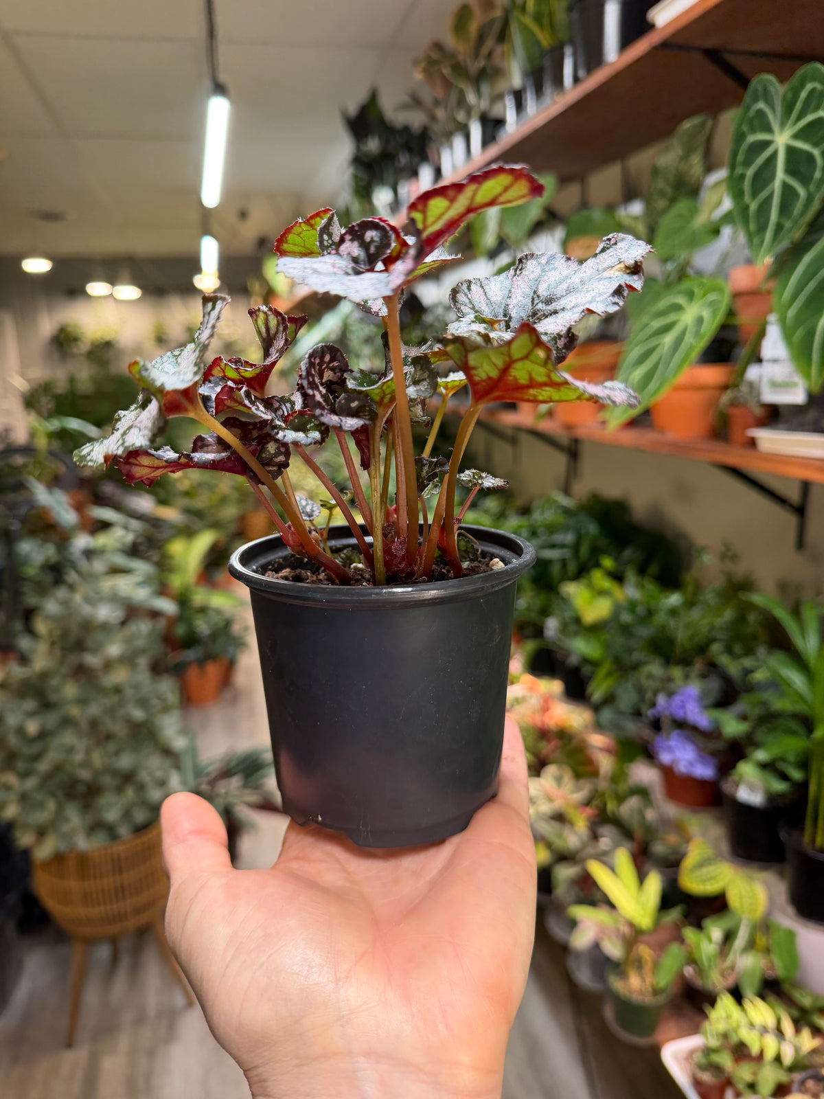 Begonia Rex 4”