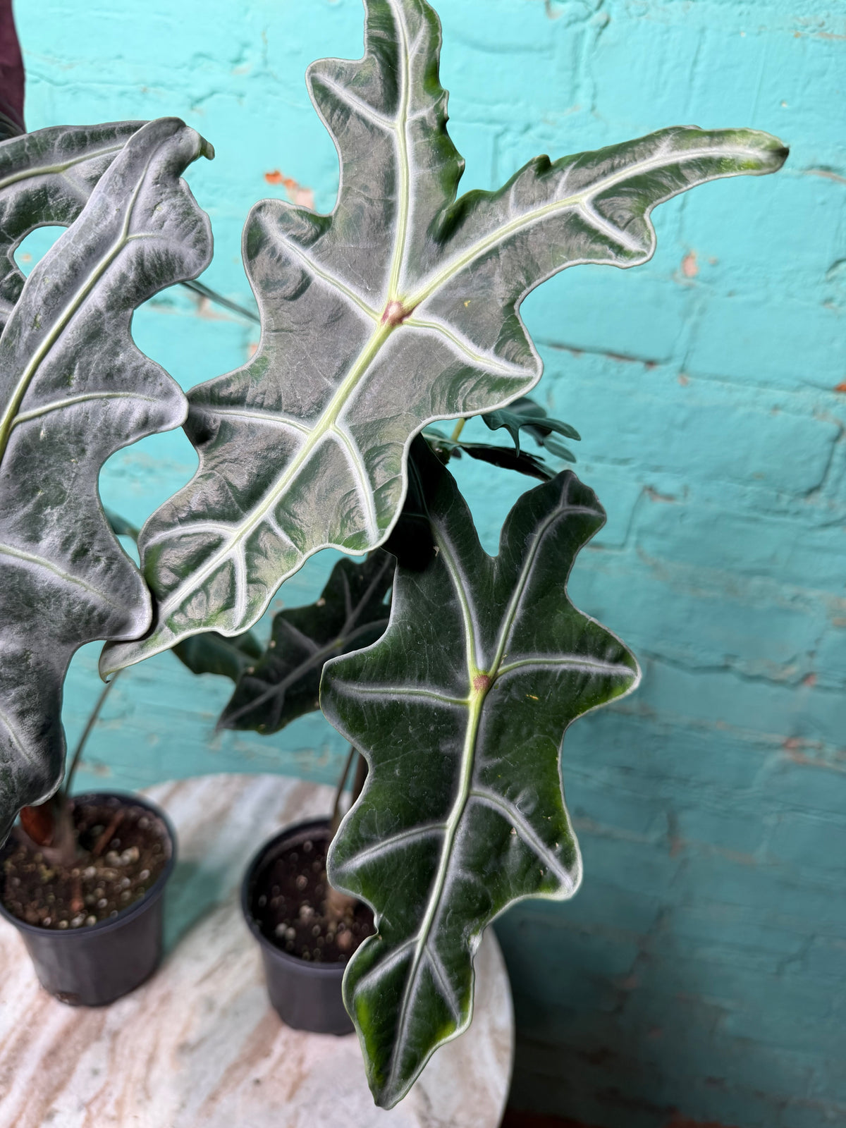 Alocasia Nobilis 4”