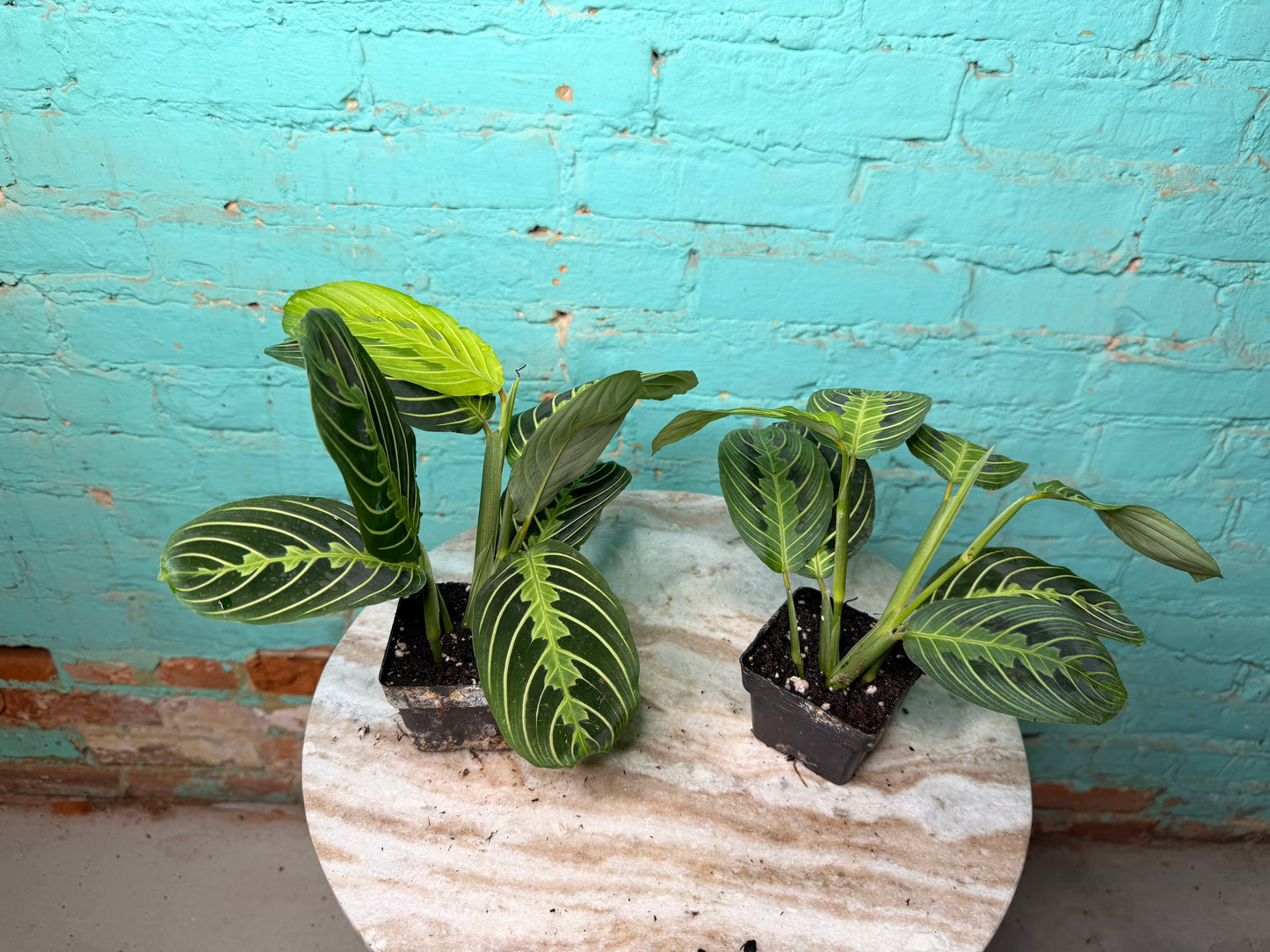 Maranta Prayer Plant “lemon lime” 3”
