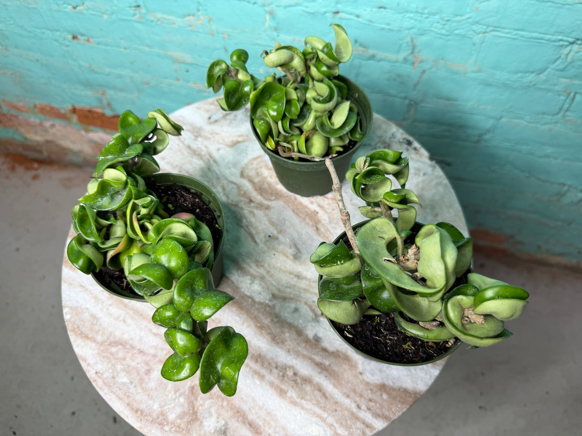 Hoya Compacta ‘Hindu Rope’ 4”