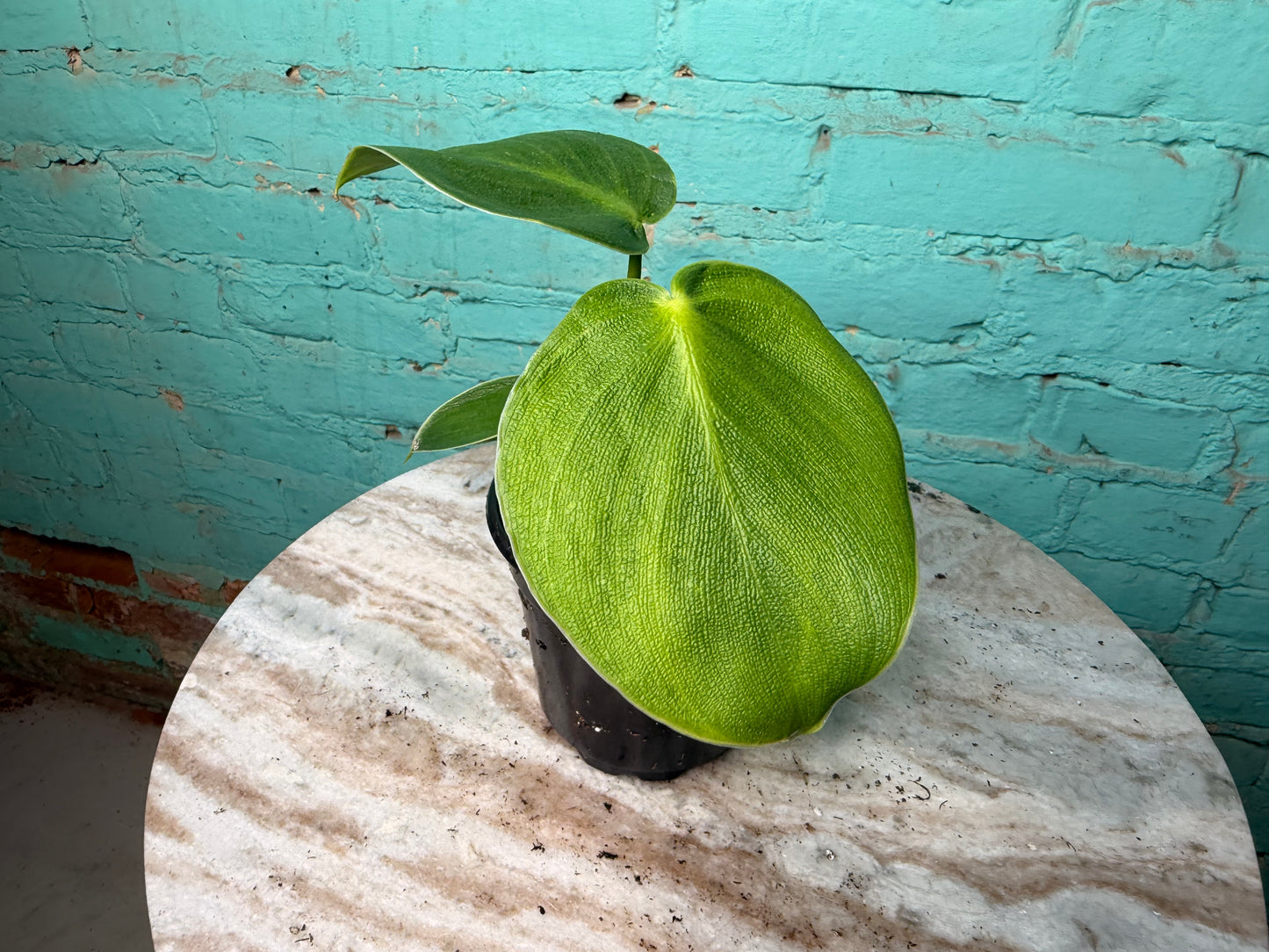Philodendron Rugosum 4”