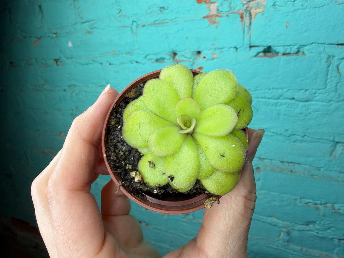 Pinguicula ‘Agnata x Potosiensis’