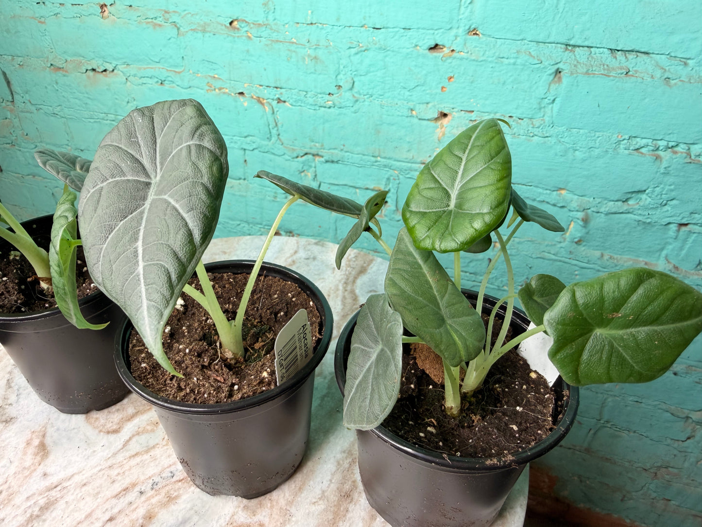 Alocasia Maharan 4” ‘Grey Dragon’