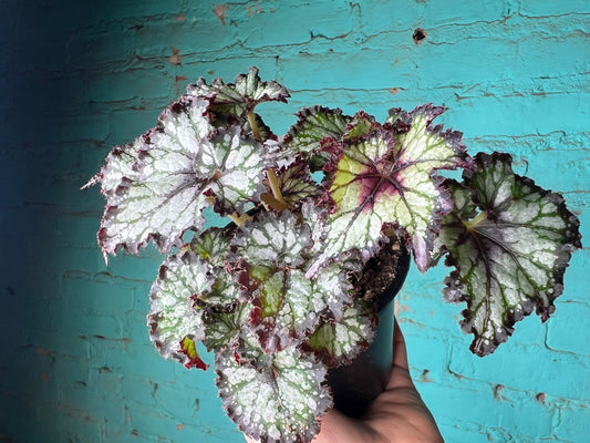 Begonia Rex “Curly Cherry Mint”