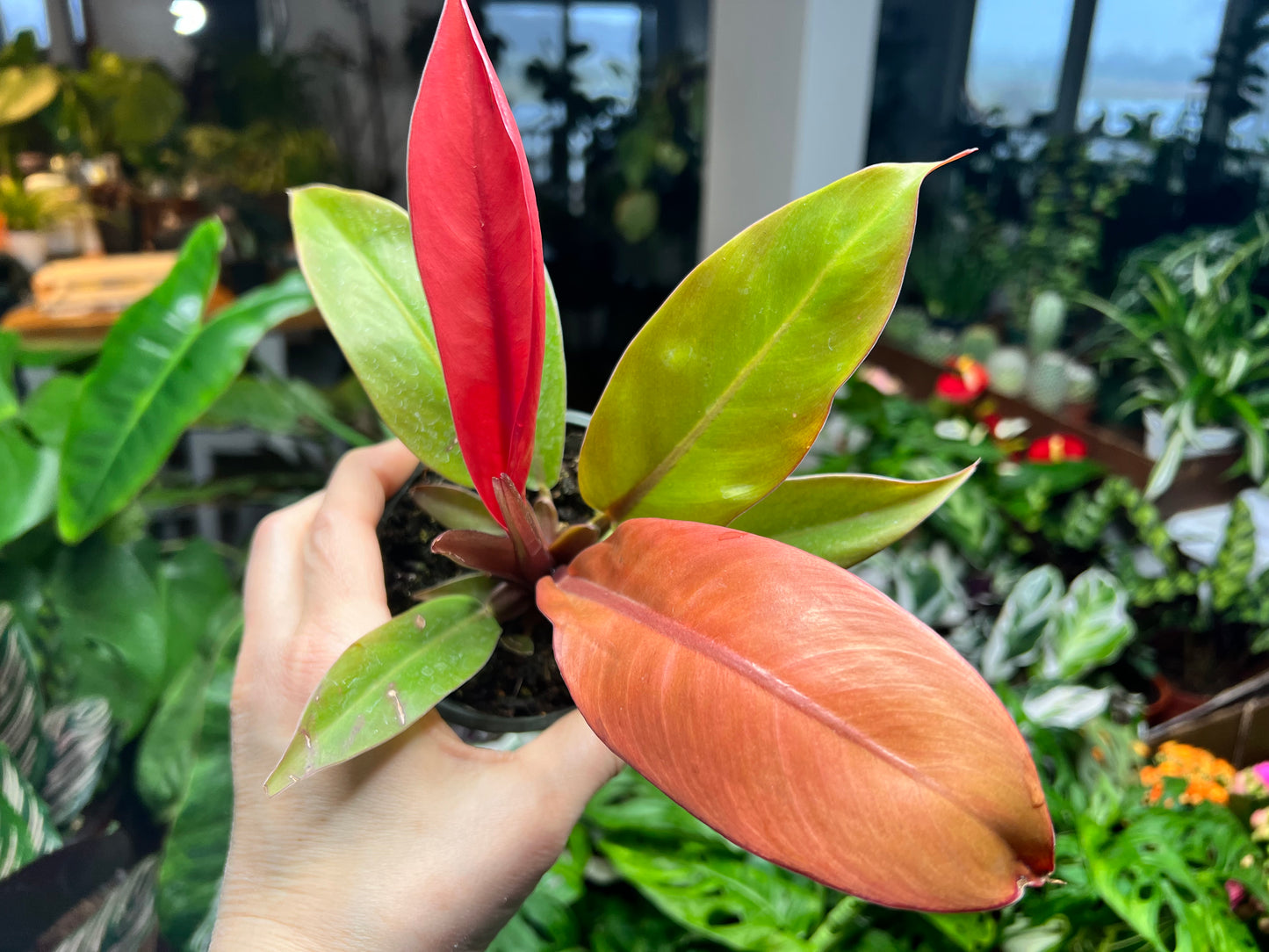 Prince Of Orange philodendron