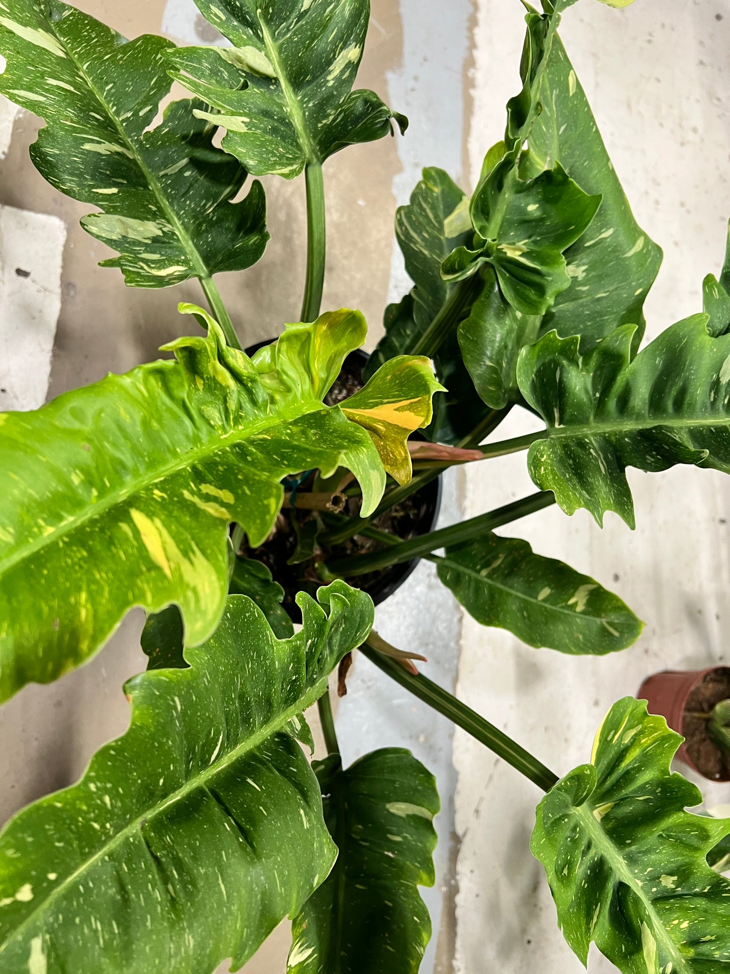Philodendron Ring of Fire 10”