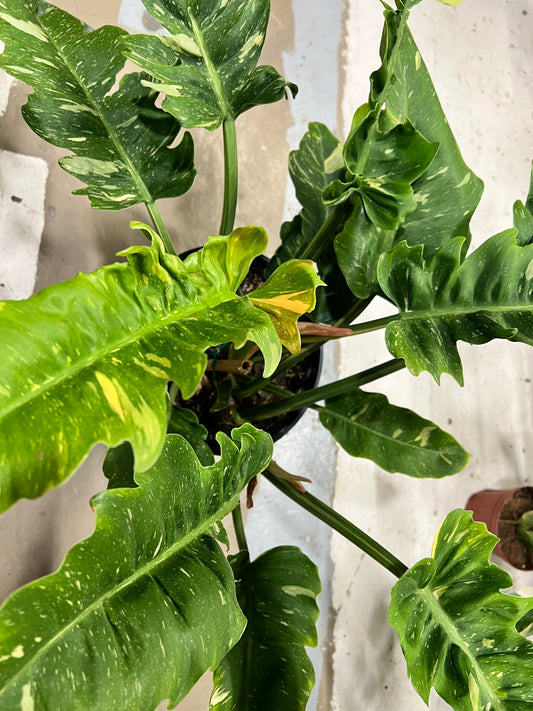 Philodendron Ring of Fire 10”