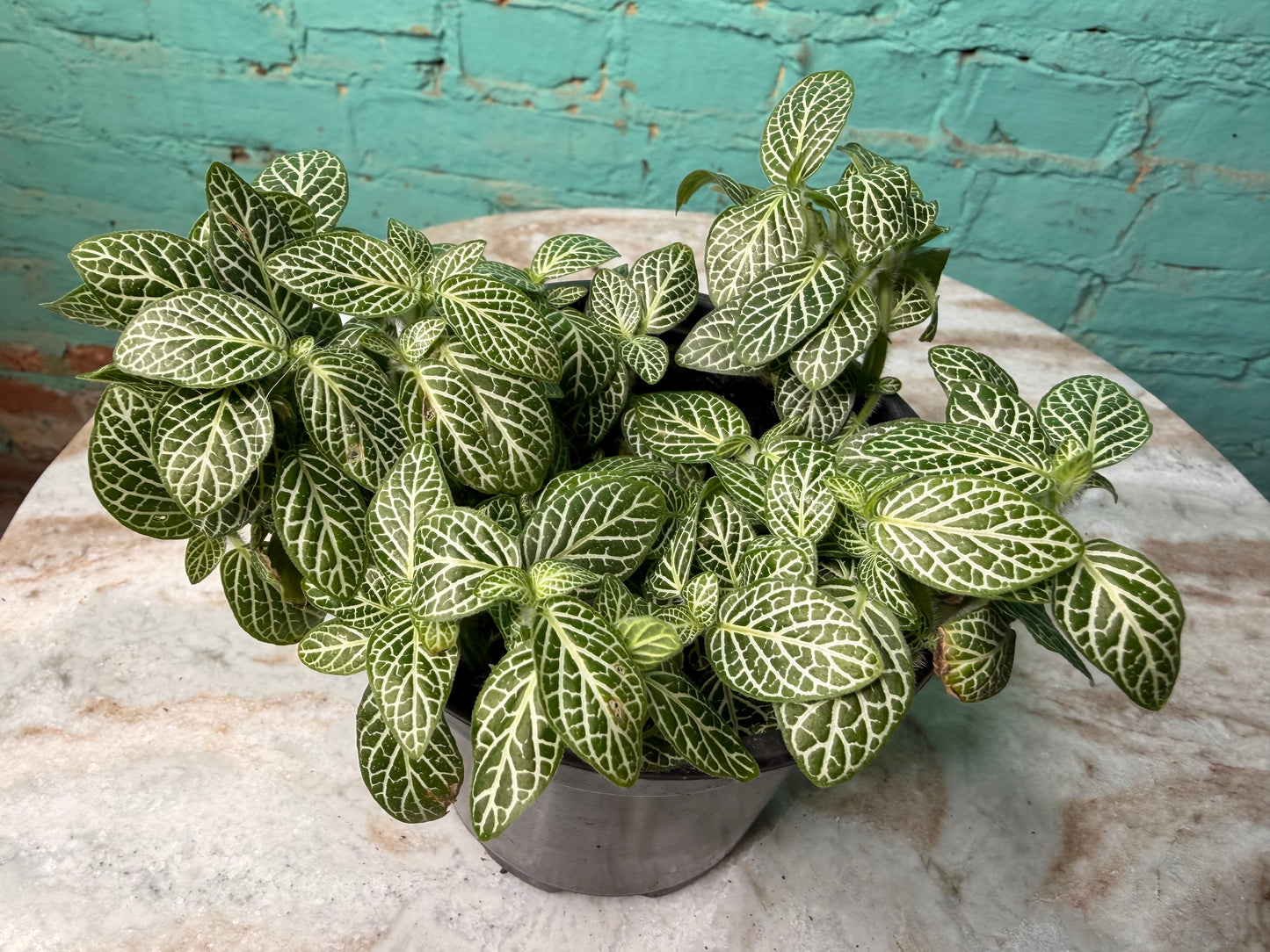 Nerve Plant - Fuzzy Stem Crawling