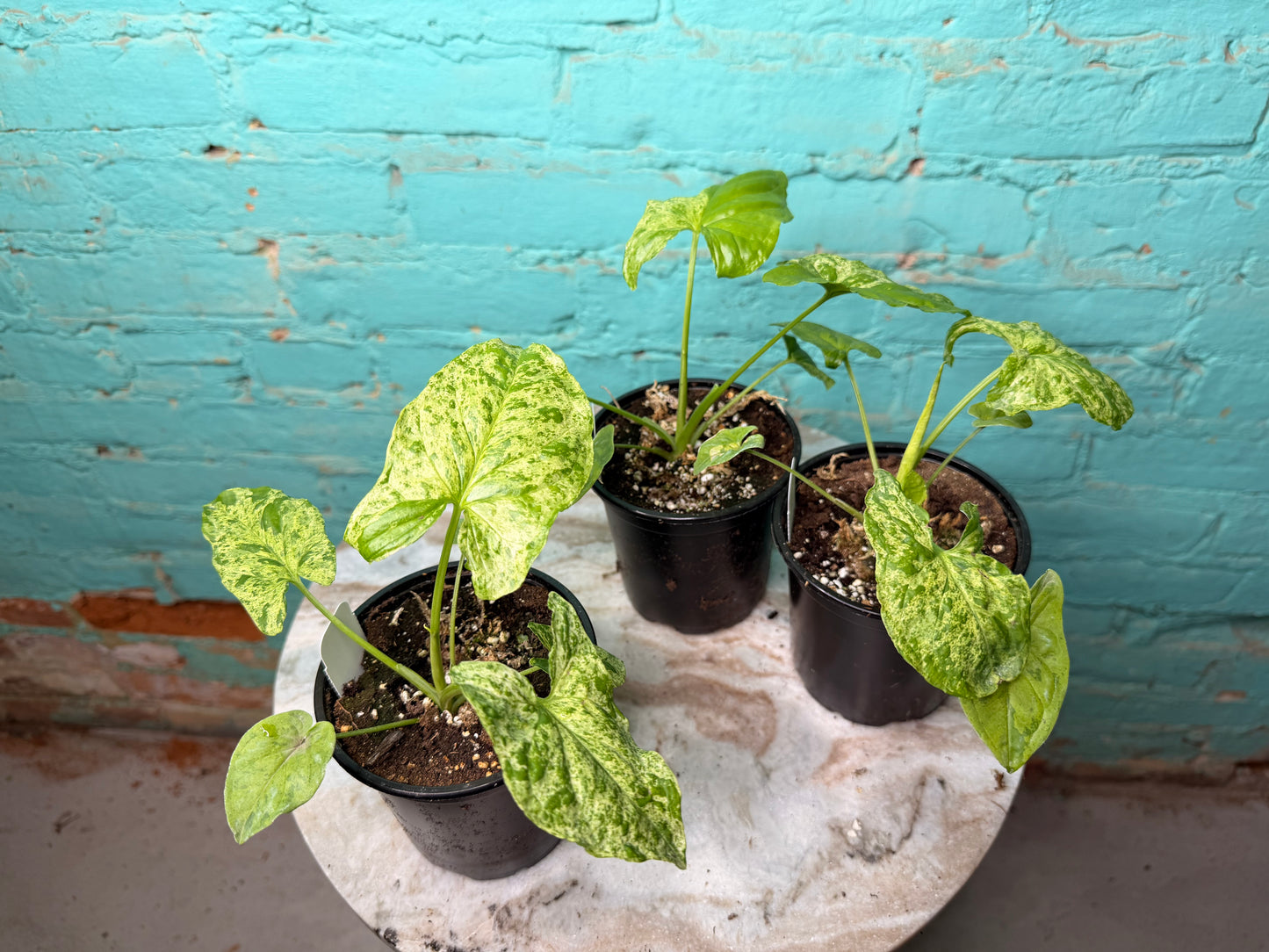 Syngonium ‘Mojito’ 4”