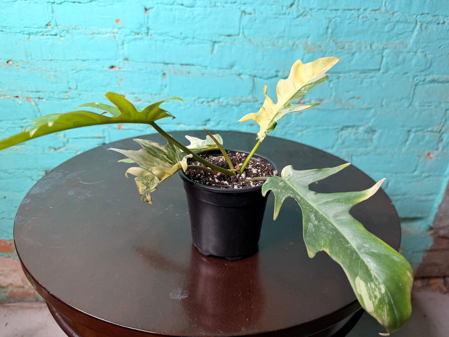Philodendron Flobe x Tortum 4”