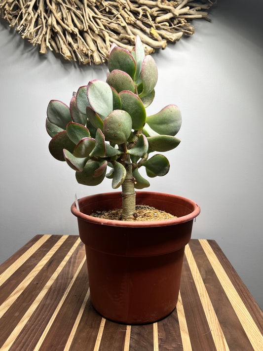 Jade Tree Silver Dollar  “10
