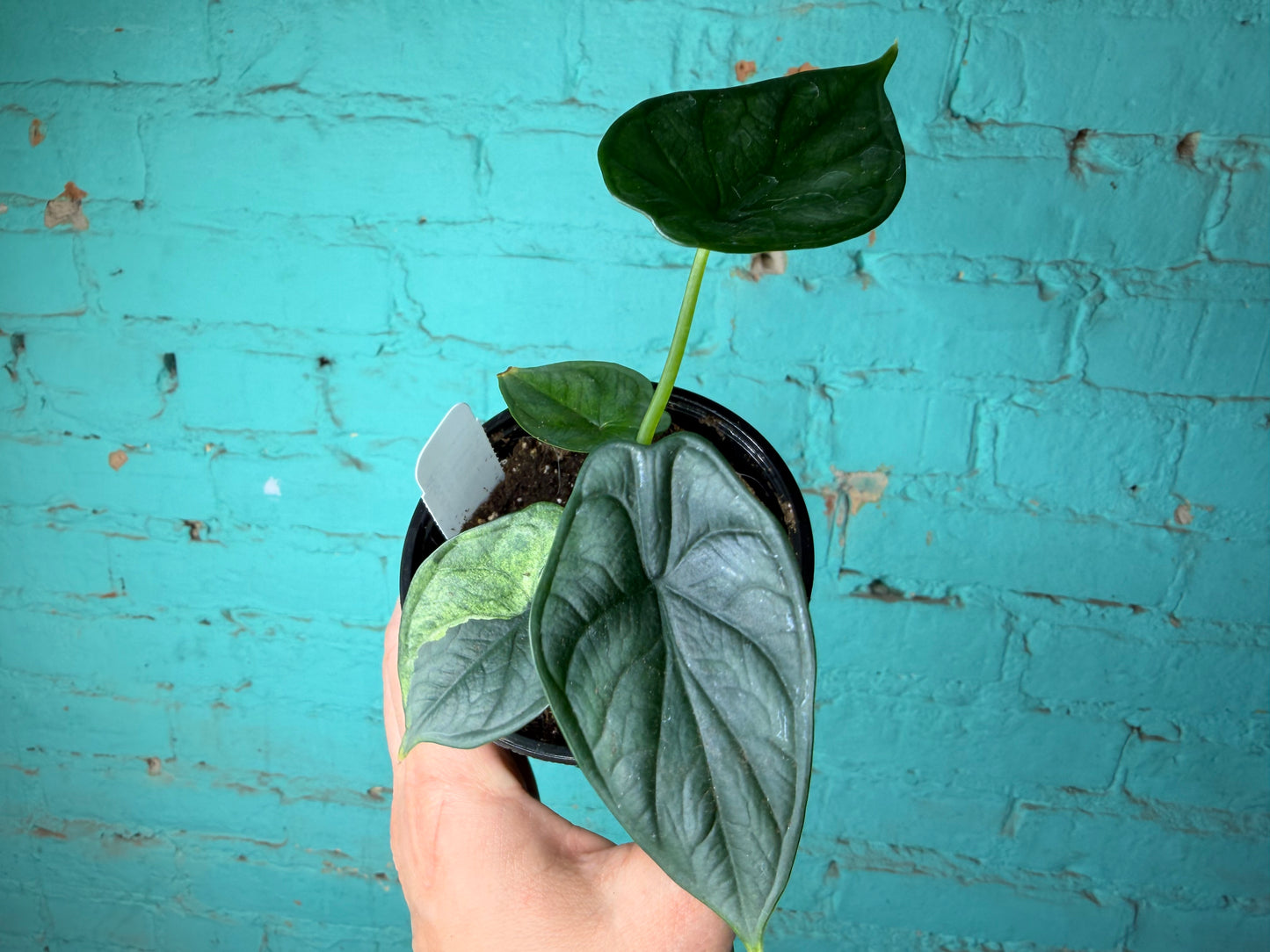 Alocasia Dragon Scale 4”