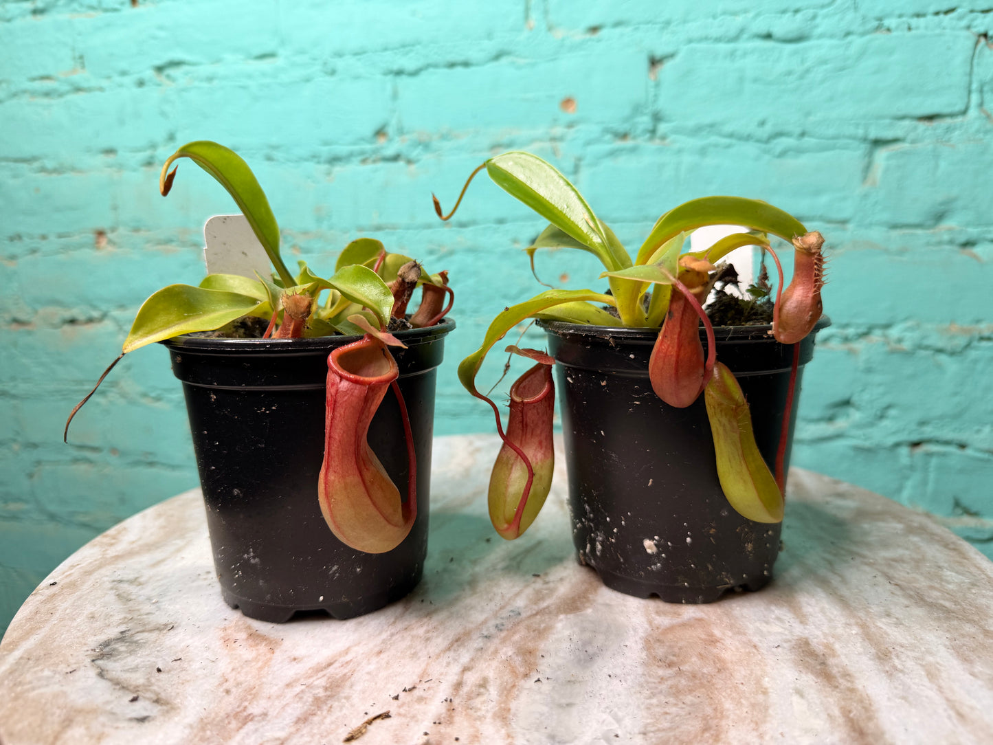 Nepenthes Pitcher Plant “Alata” 4”