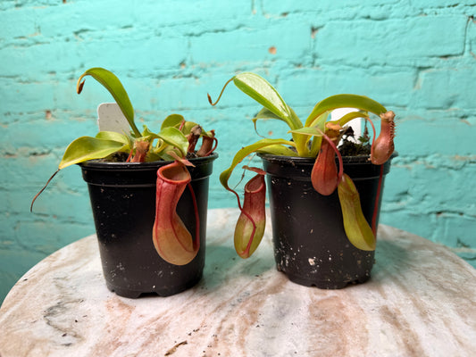 Nepenthes Pitcher Plant “Alata” 4”