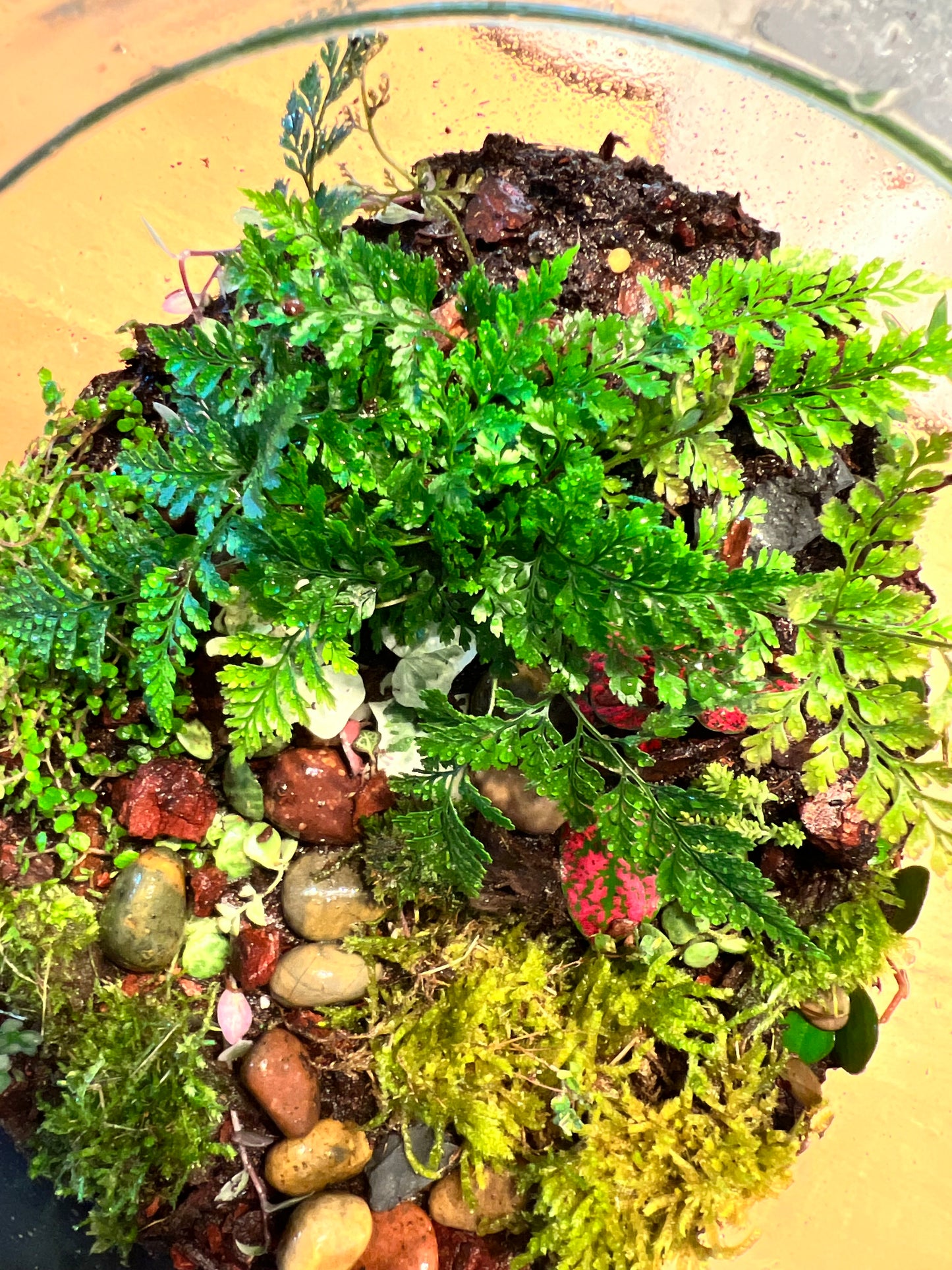 Terrarium build 14”