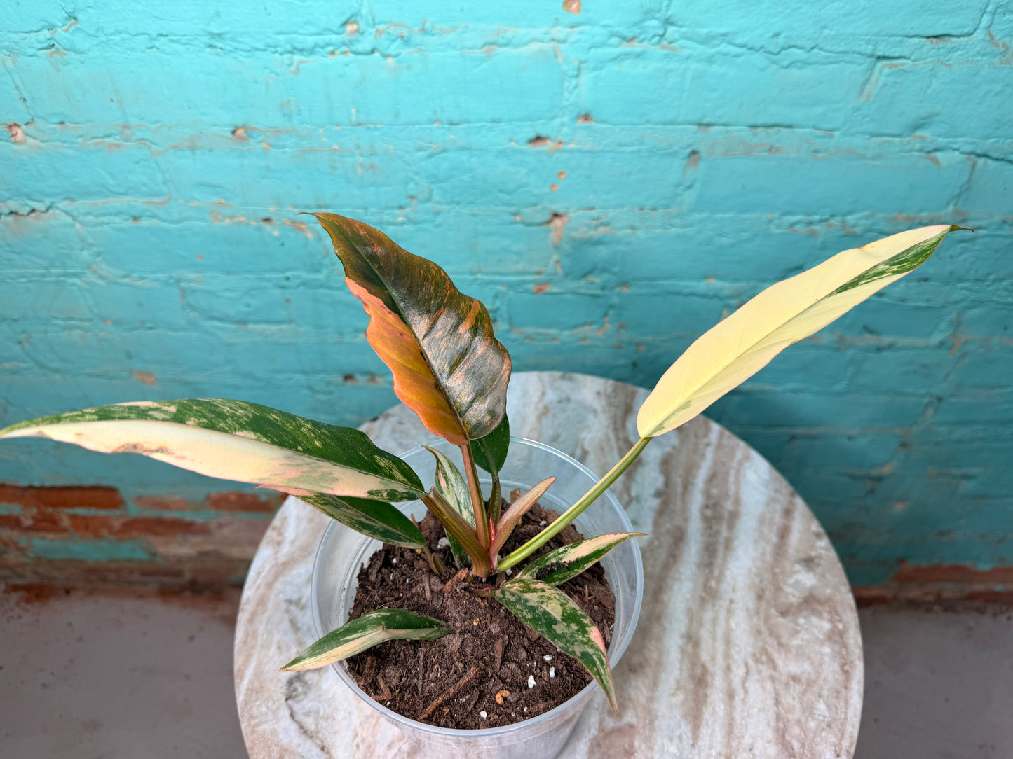 Philodendron Carmel Marble 4” (just repotted in 6”)