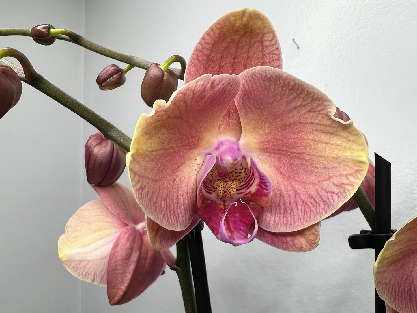 Plalaenopsis Orchid (Moth Orchid) Double Stem