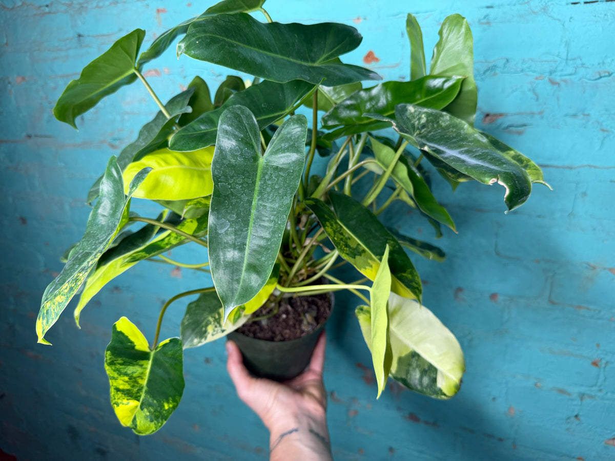 Philodendron Burle Marx Variegated 6”