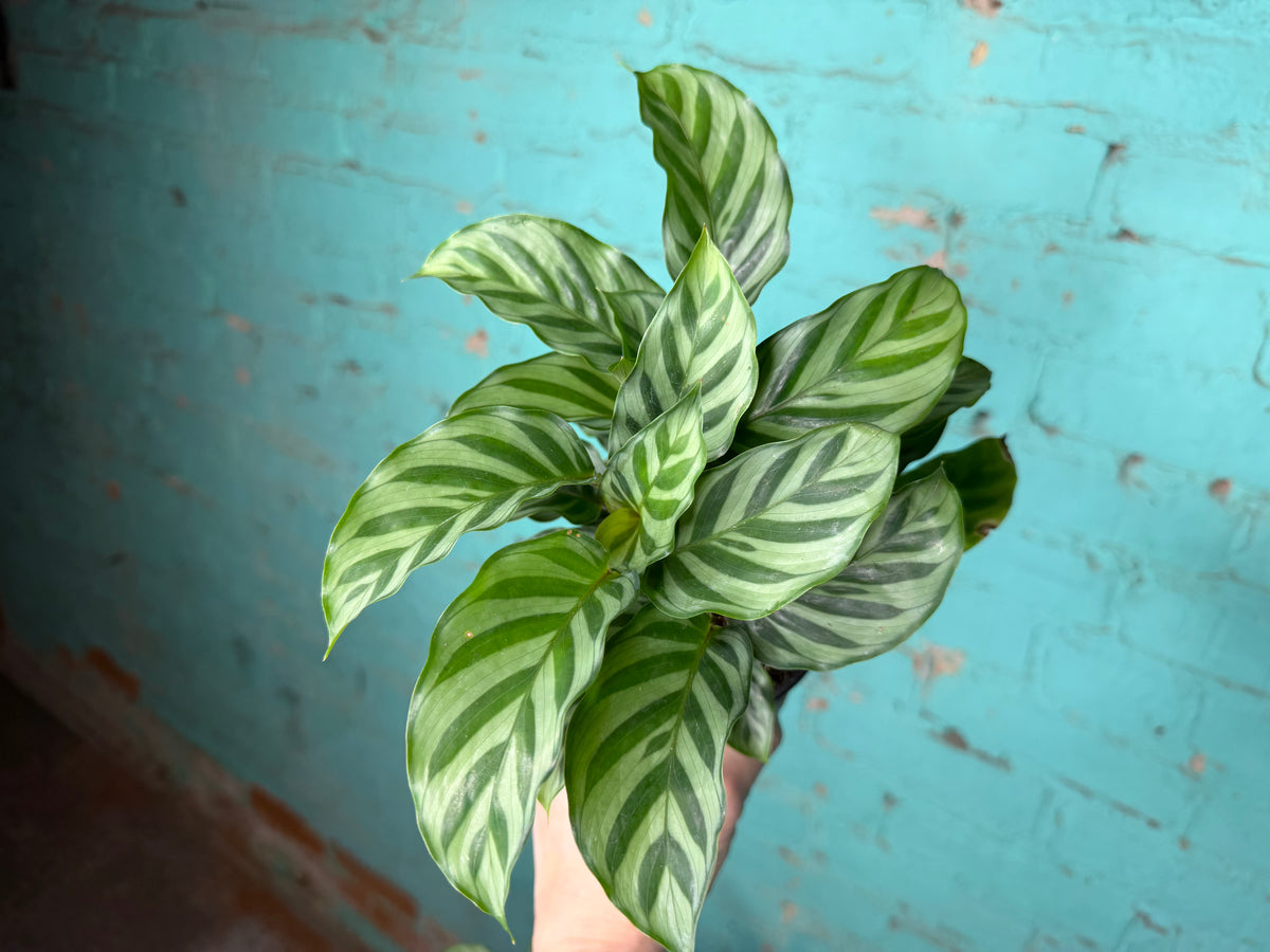 Calathea Freddie 4”