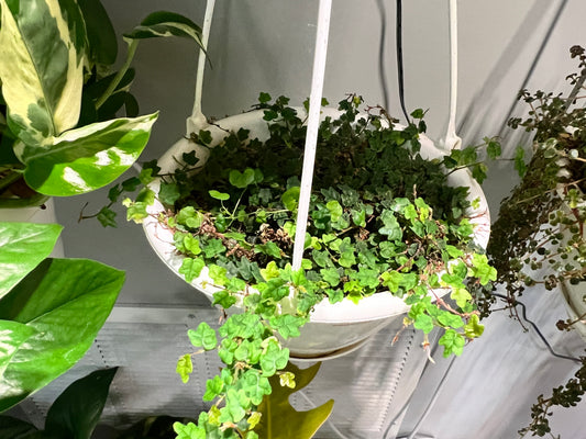 String of Frogs 6” basket (Oak Leaves)