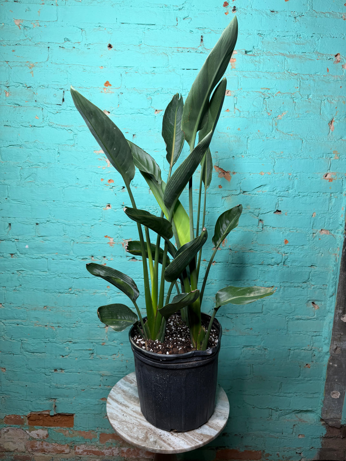 Bird Of Paradise-Orange 10” 39”-41”