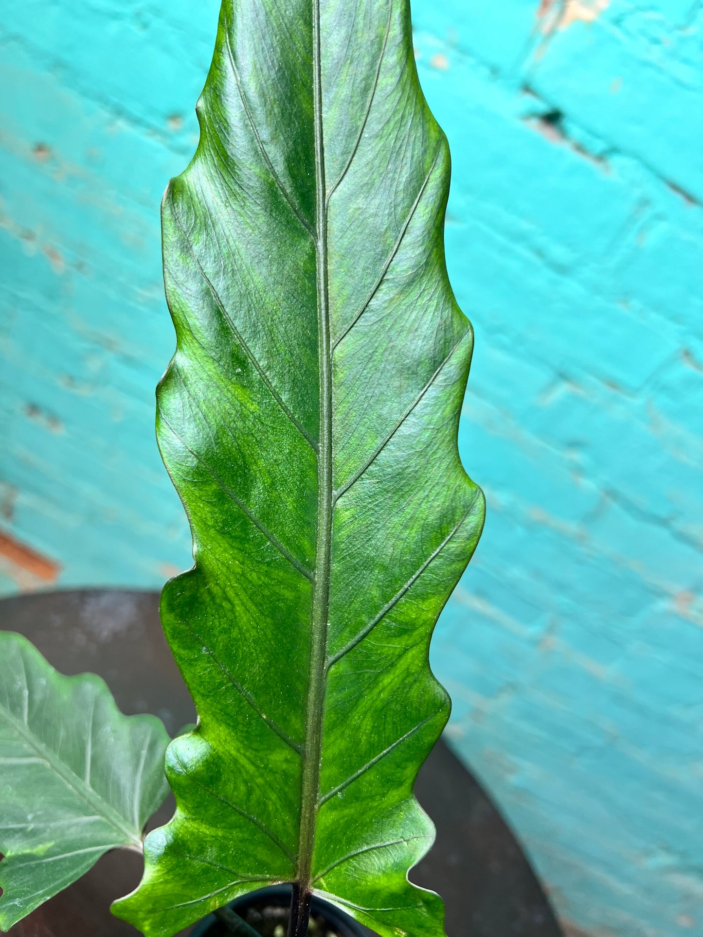 Alocasia Lauterbachiana Mint 4” (Sword Tree)