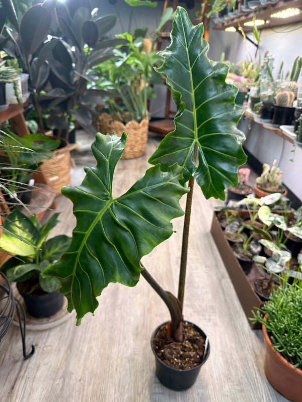 Alocasia Golden Dragon 6”