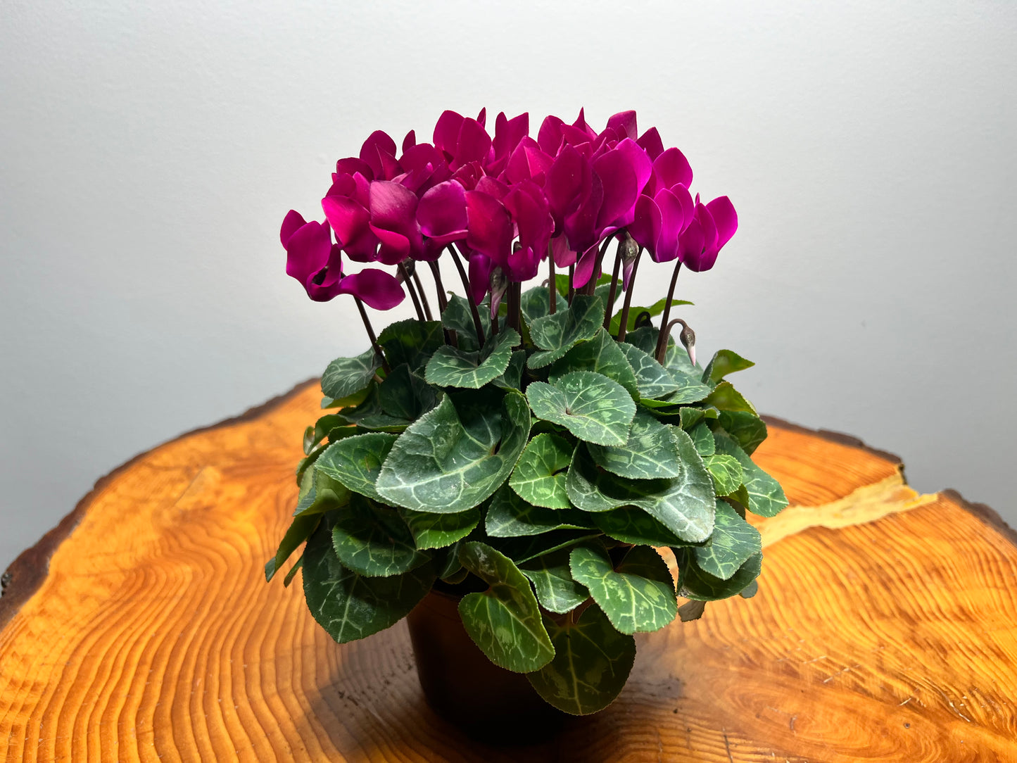 Cyclamen