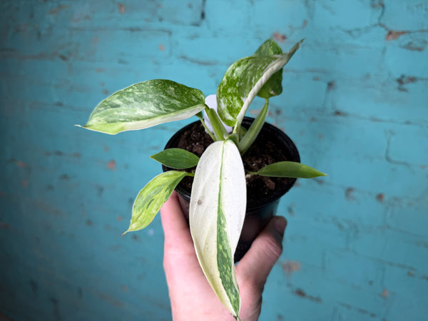 Philodendron ‘Jose Buono’ Albo 4”