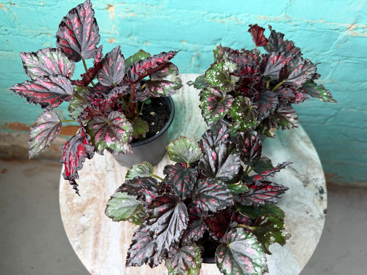 Begonia Rex  “Spirit of Madagascar ” 4”