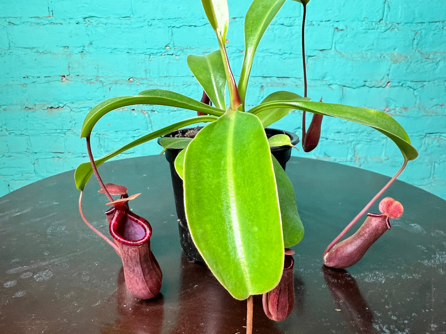 Nepenthes Pitcher Plant “Lowii” 4”