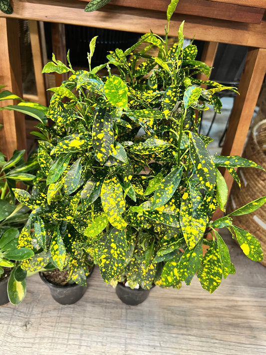 Croton Gold Dust 4”