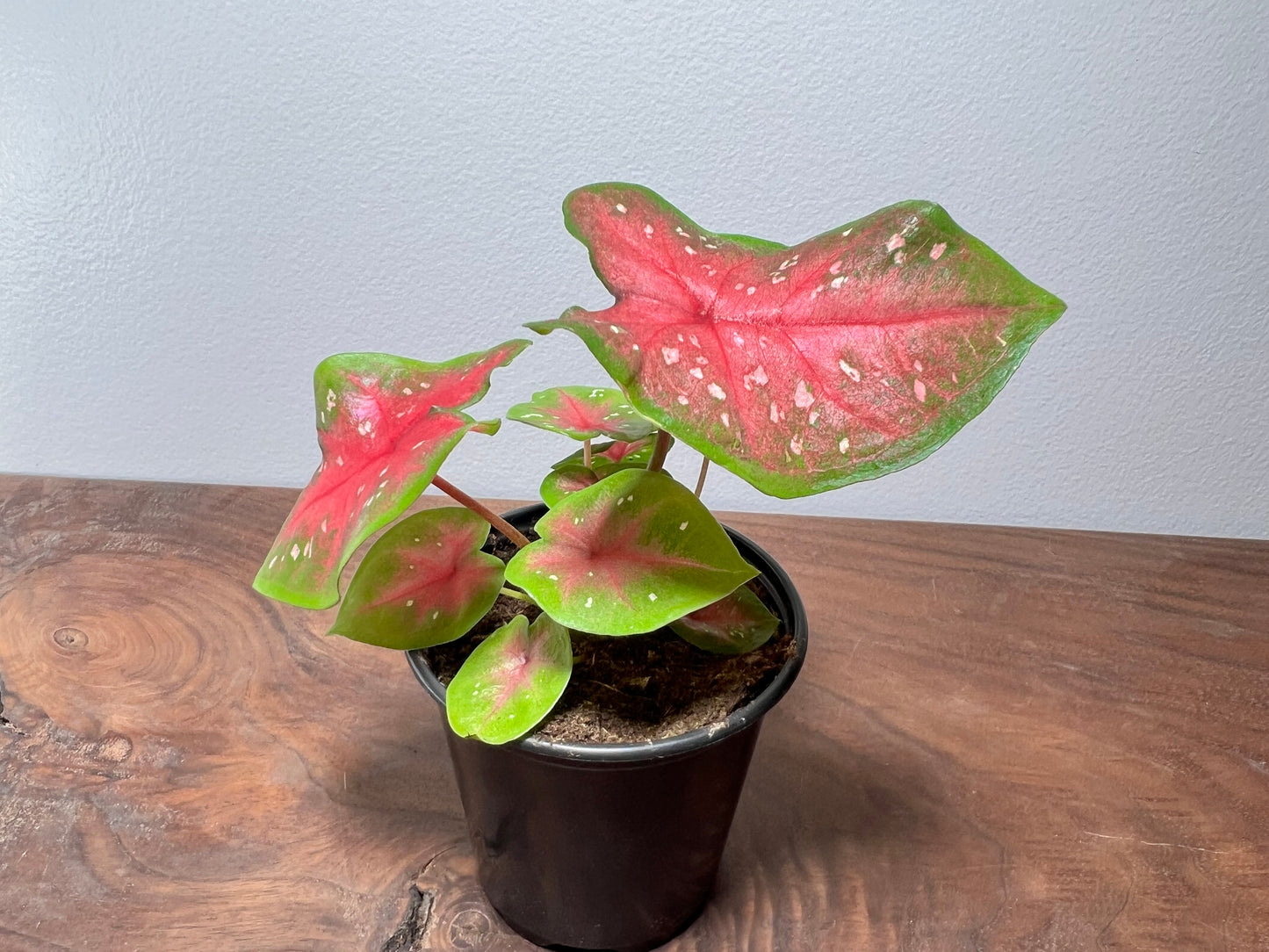 Caladium Pretty Pink 3.5”