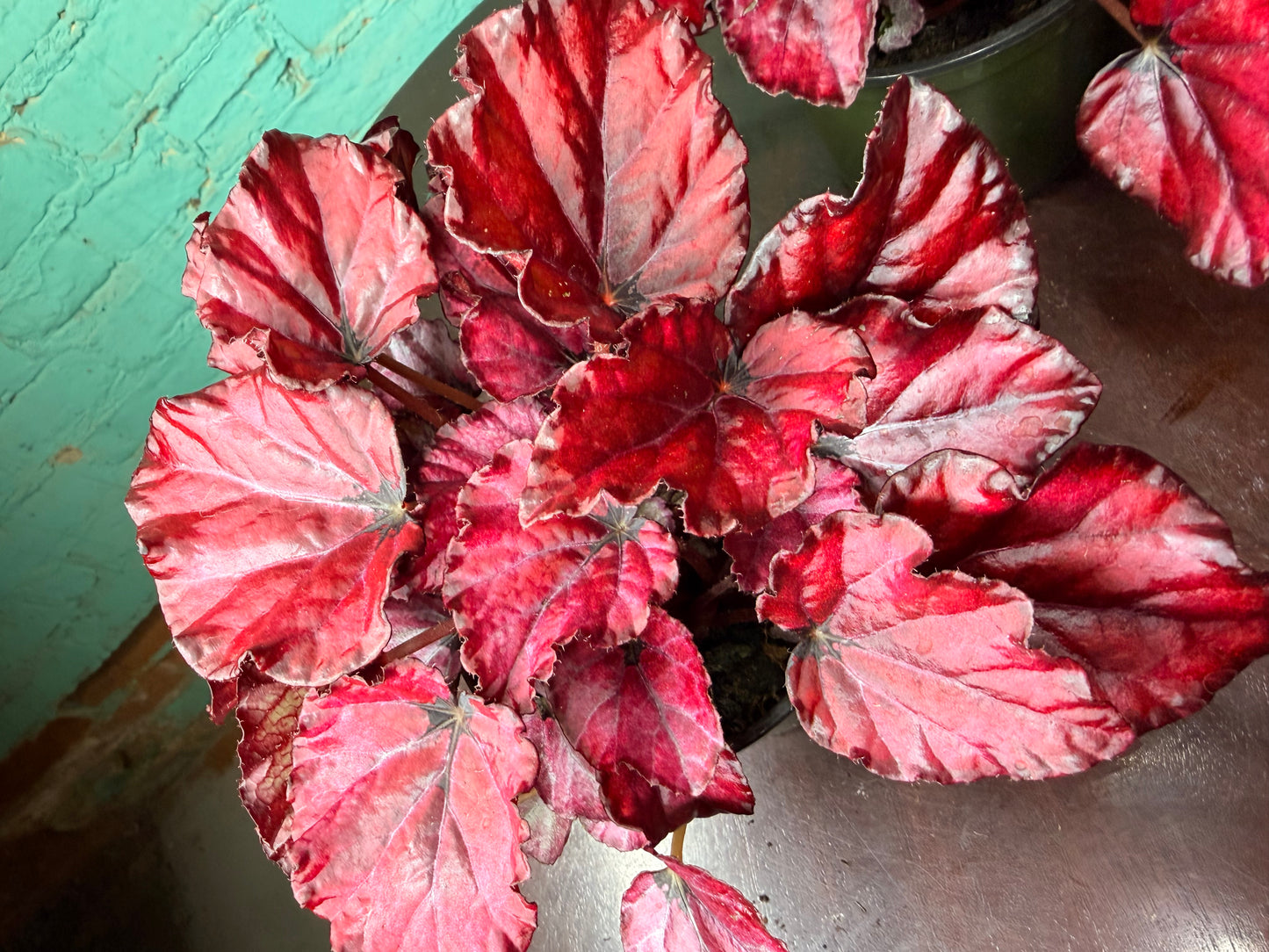 Begonia “Red Kisses”