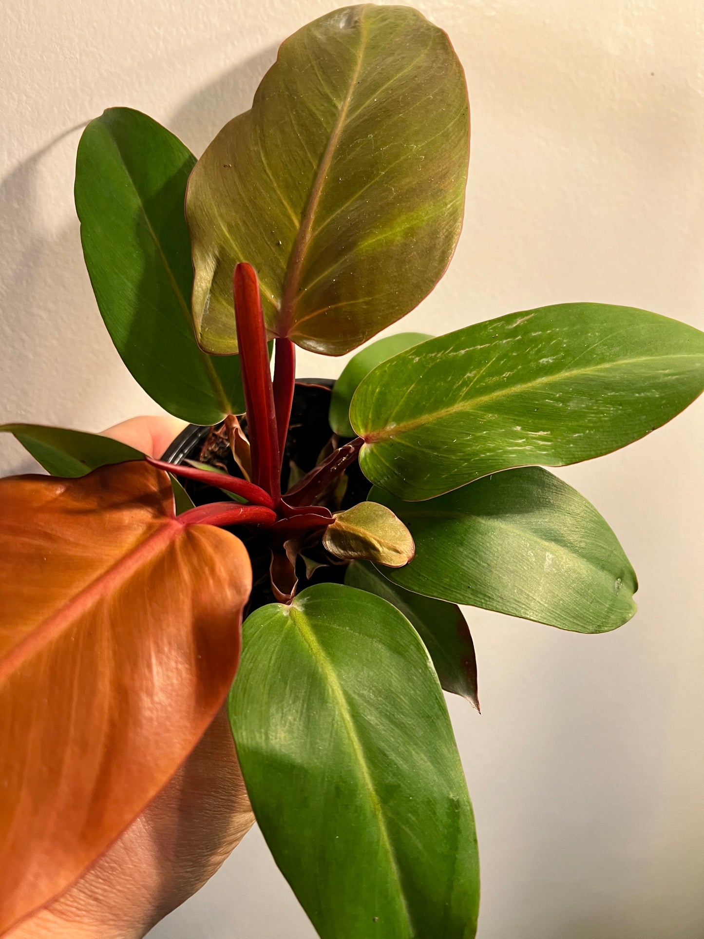 Philodendron Blushing 4”