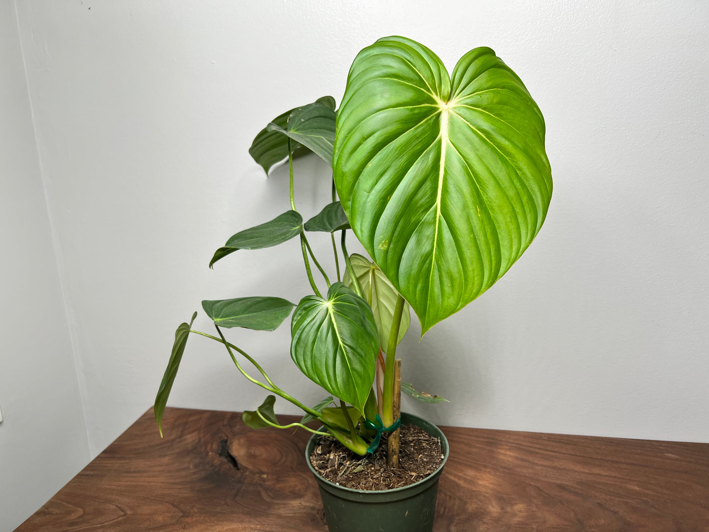 Philodendron McDowell 6”