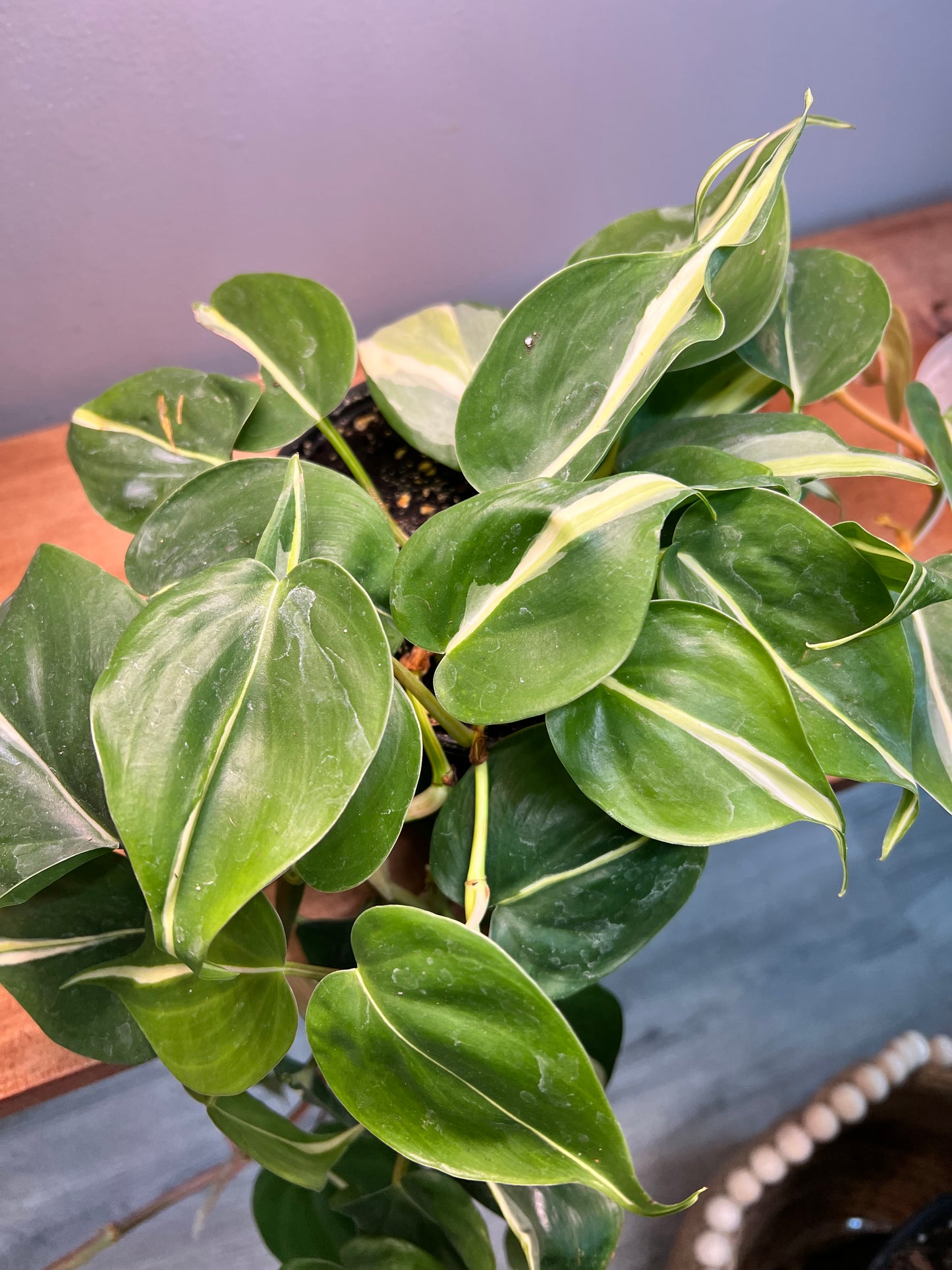 Philodendron Silver stripe 6”