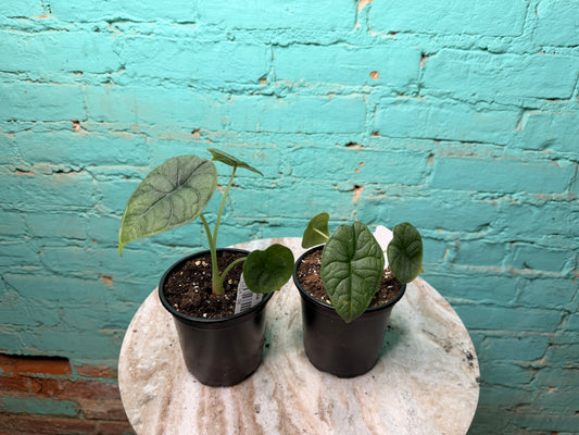 Alocasia Melo 4”