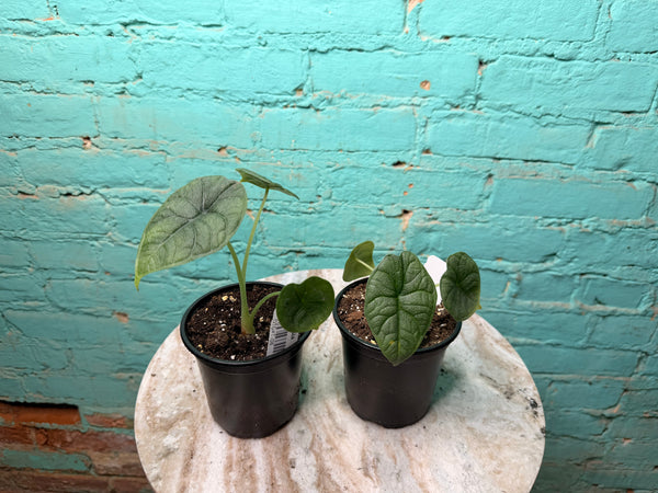 Alocasia Melo 4”