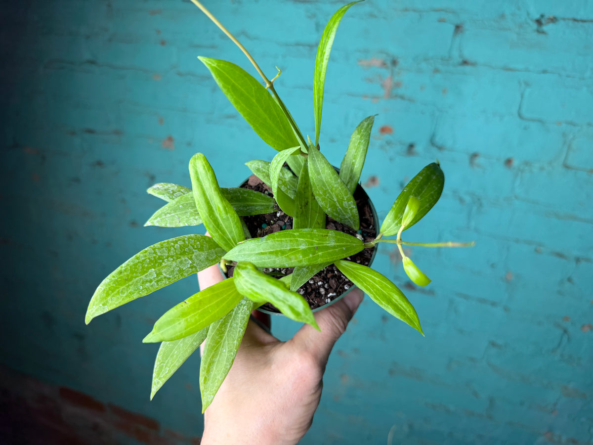 Hoya Blashernaezii 4”