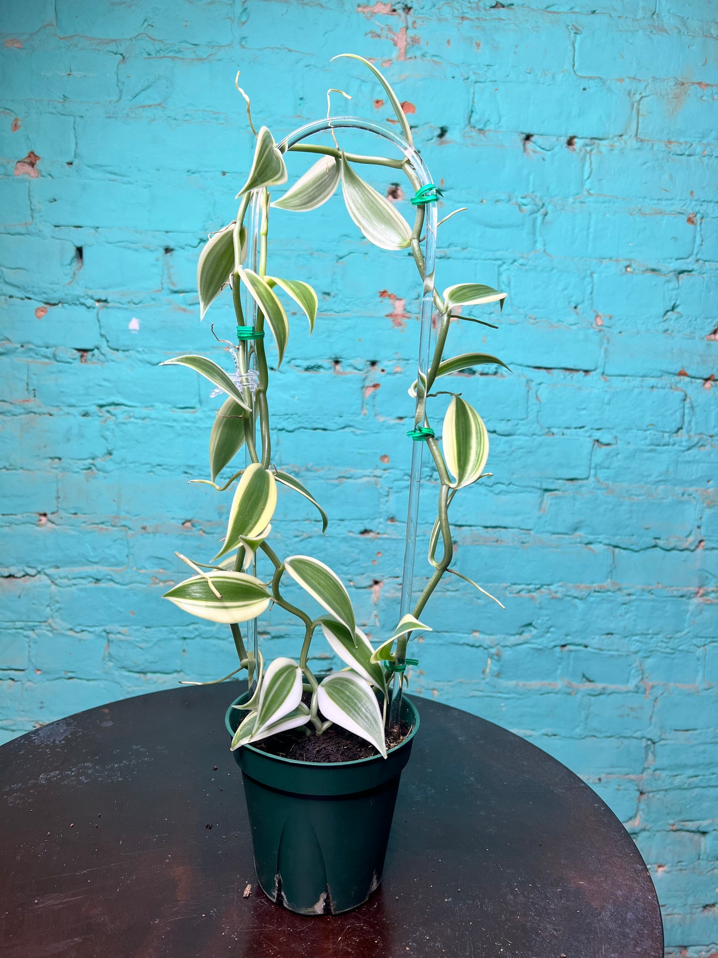 Vanilla Bean Orchids Trellis